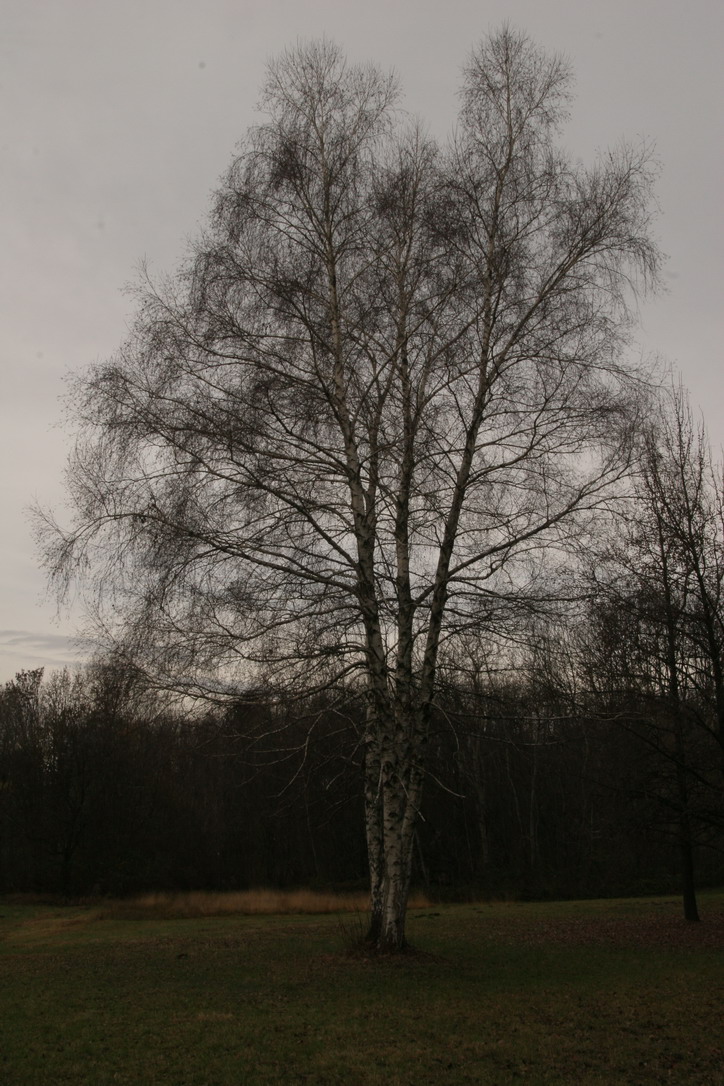 Betula pubescens / Betulla pubescente